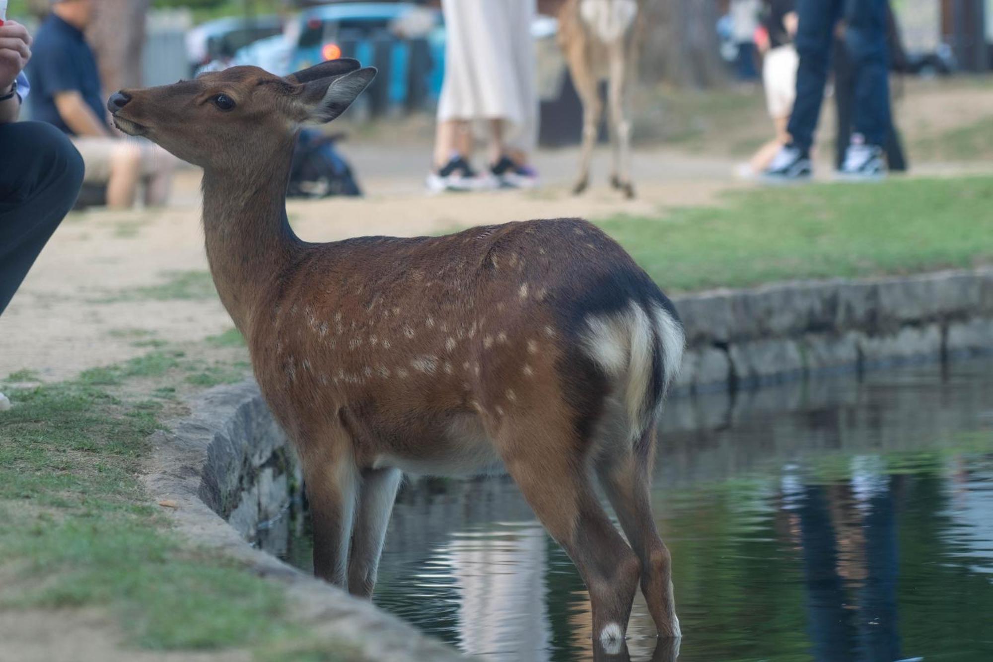 Nara Top Sights 5 To 20 Min Walk Luaran gambar
